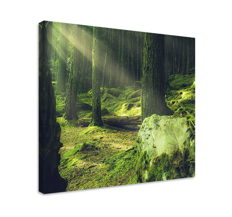 Wandbild Baum "natur" felsen mit moos im wald - TenStickers