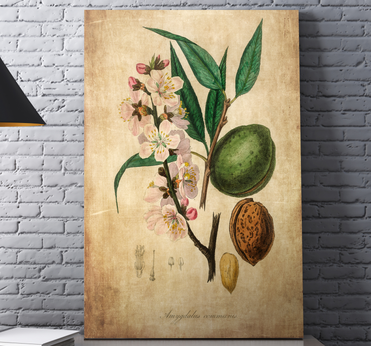 Leinwandbild botanische illustration - TenStickers