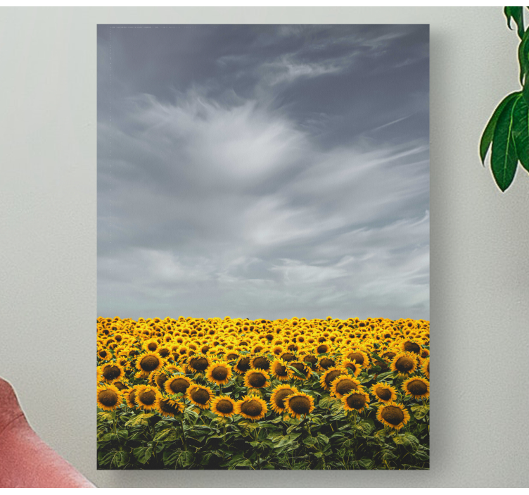 Leinwandbild Blume Langes sonnenblumenfeld - TenStickers