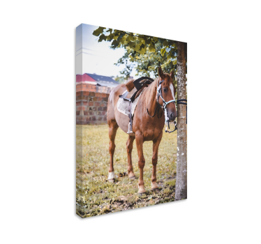 Pferde Leinwand Pferd unter einem baum - TenStickers
