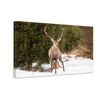 Hirsch Bild Leinwand Winterlandschaft mit - TenStickers