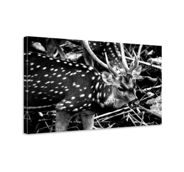Hirsch Bild Leinwand elegantes graustufenporträt - TenStickers