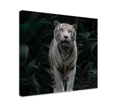 Leinwandbild Tiere Weißer tiger - TenStickers