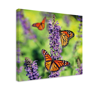 Wandbild schmetterling versammlung der monarchen - TenStickers