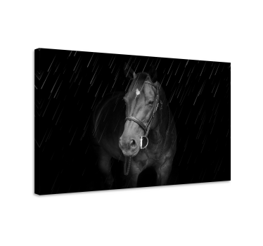 Pferde leinwand majestätisches schwarzes pferd - TenStickers