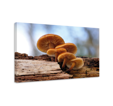 Wandbilder Kunst Orangenschale waldpilz - TenStickers