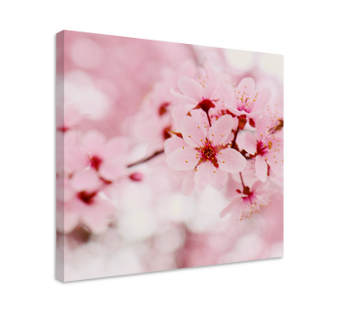 Wandbild Blume Rosa blütenfotografie kunst - TenStickers