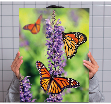 Wandbild schmetterling versammlung der monarchen - TenStickers