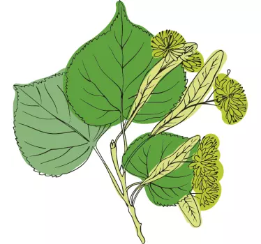 Lindenblüten Wandtattoo - TenStickers