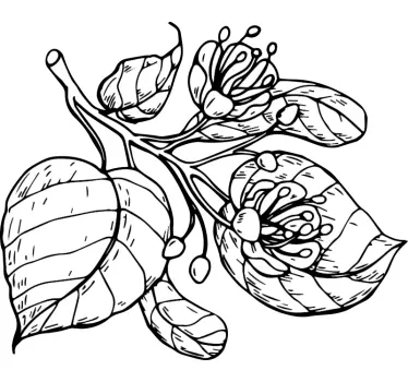 Lindenblüte gezeichnet Wandtattoo - TenStickers