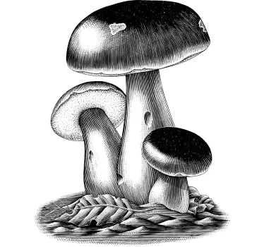 Wandtattoo Pflanzen detaillierte pilzillustration - TenStickers