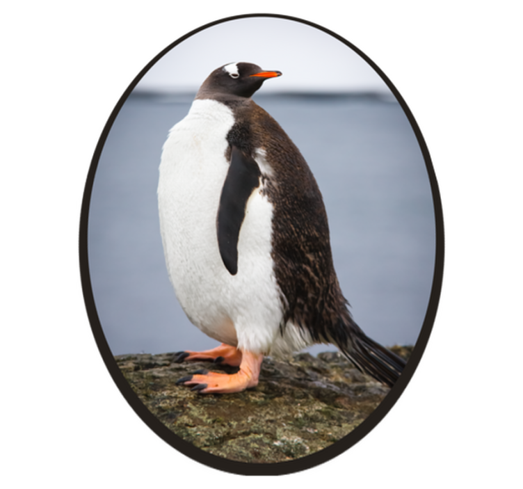 Vinyl Teppich Tiere pinguinhaltung - TenStickers