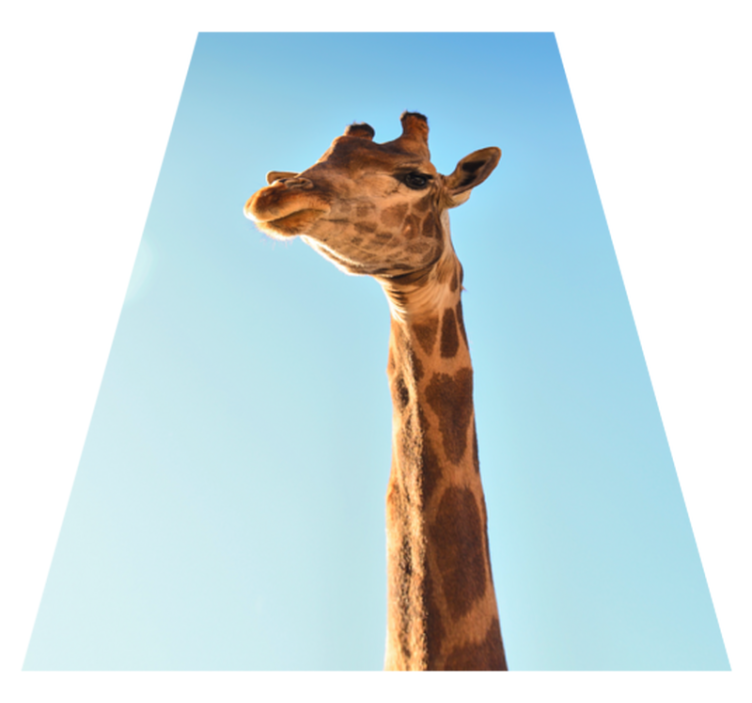 Vinylteppich Tiere Giraffe nahaufnahme - TenStickers
