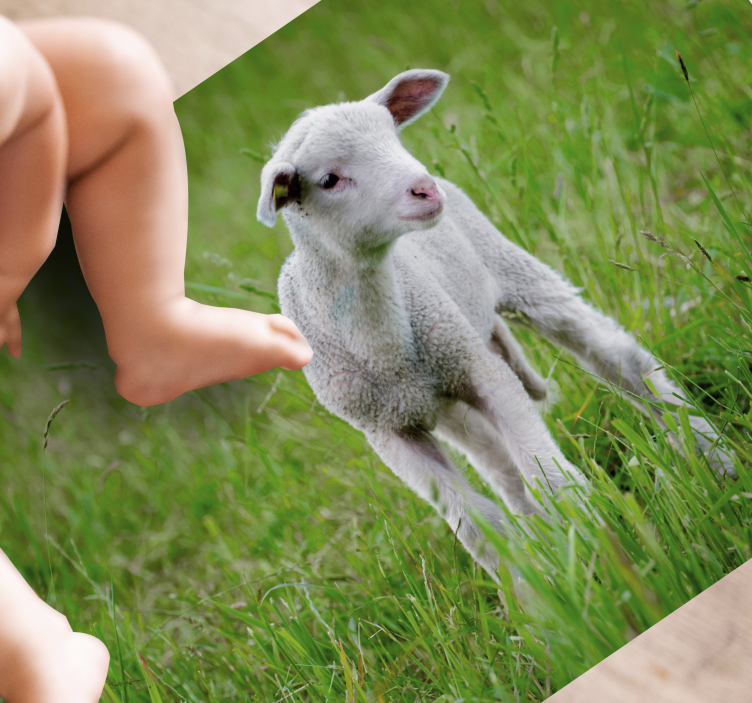 Vinyl Teppich Tiere baby-lamm stehend - TenStickers