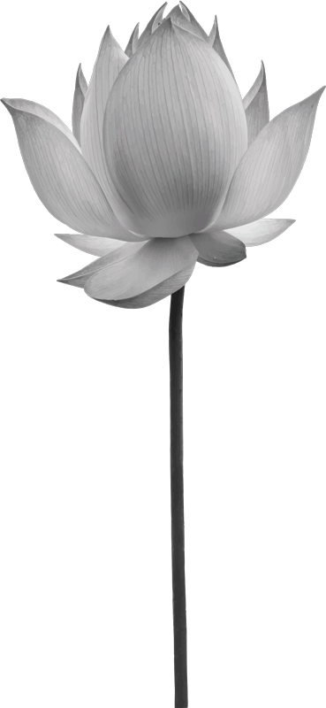 Vinyl teppich schlafzimmer lotusblume alleinstehend - TenStickers