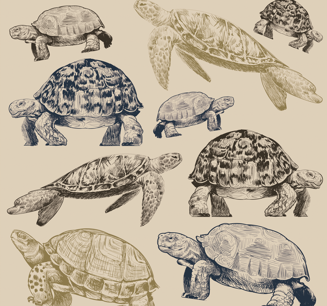 Vinyl teppich tiere schildkröten auf beigem hintergrund - TenStickers