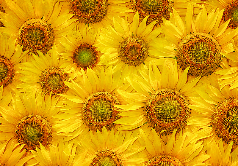 Vinyl teppich gelb sonnenblumen - TenStickers