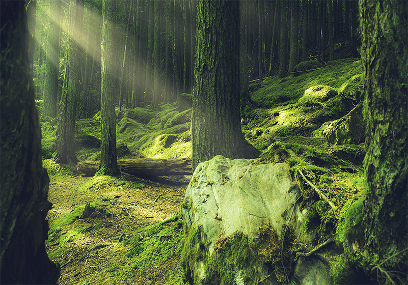 Vinyl teppich grün natursteine mit moos im wald - TenStickers