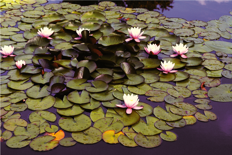 Vinyl Teppich Blumen seerosenteich schönheit - TenStickers