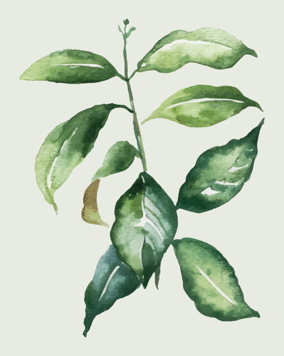 Vinyl Teppich Blumen botanische blattillustration - TenStickers