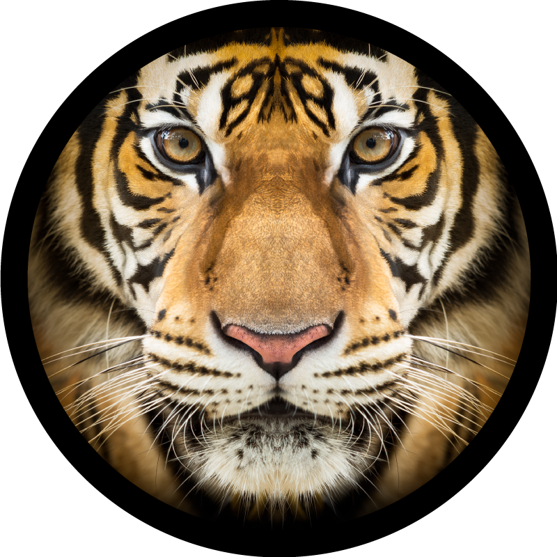 Vinylteppich Tiere Realistischer tiger - TenStickers