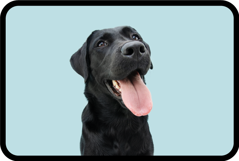 Vinyl Teppich Tiere schwarzer labradorhund - TenStickers