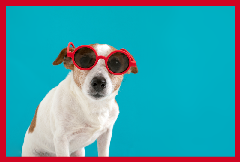 Vinylteppich Tiere Sonnenbrille hund - TenStickers