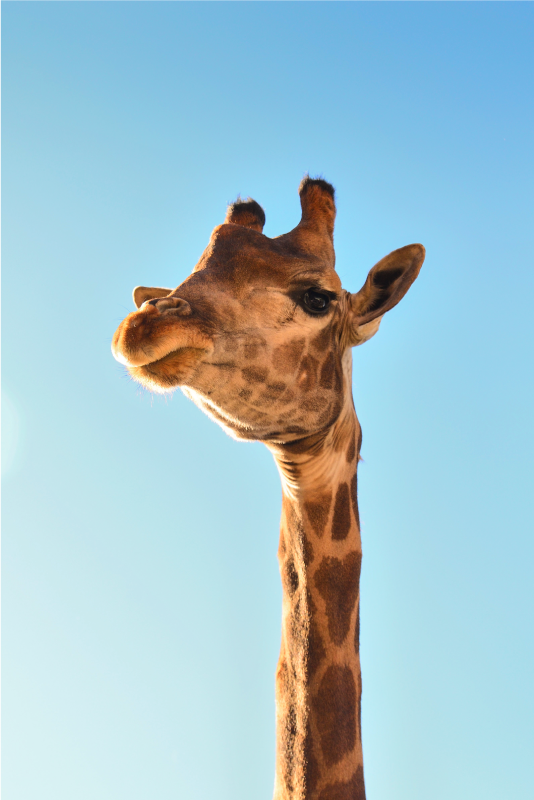 Vinylteppich Tiere Giraffe nahaufnahme - TenStickers
