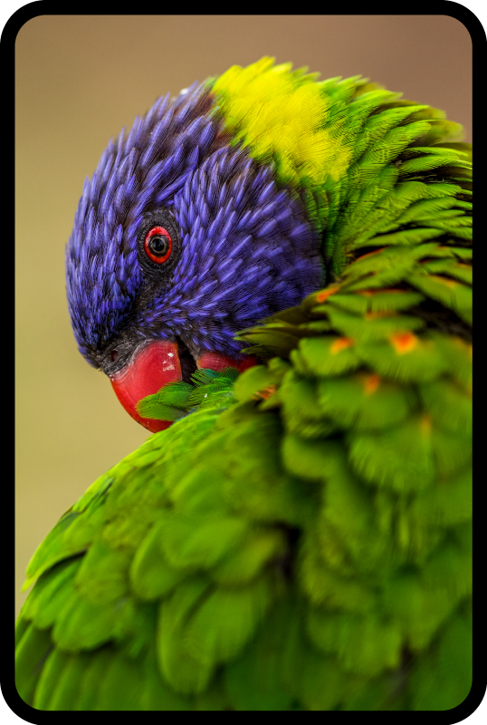 Vinylteppich Tiere Regenbogenpapagei - TenStickers
