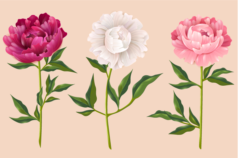 Vinylteppich Blumen Pfingstrose verschiedene Farben - TenStickers