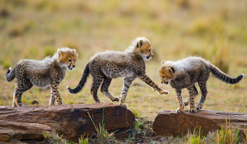 Vinyl Teppich Tiere abenteuer mit gepardenjungen - TenStickers