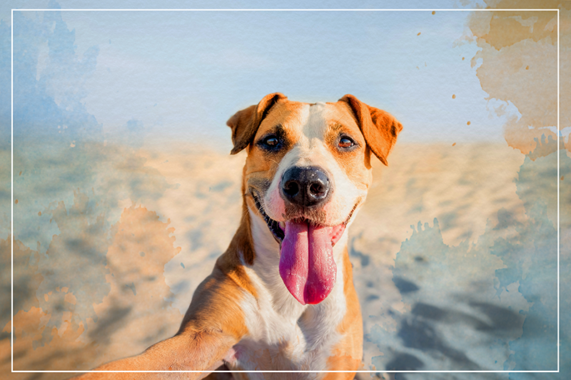 Vinyl Teppich Tiere lächelndes hundeporträt - TenStickers