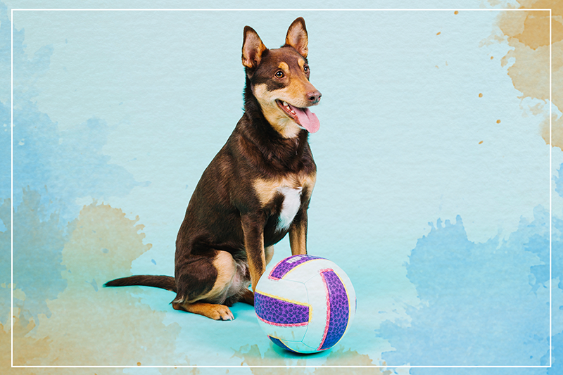 Vinyl teppich tiere verspielter hundebegleiter - TenStickers