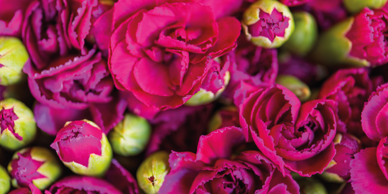 Vinyl Teppich Blumen lebendige blumenblüten - TenStickers