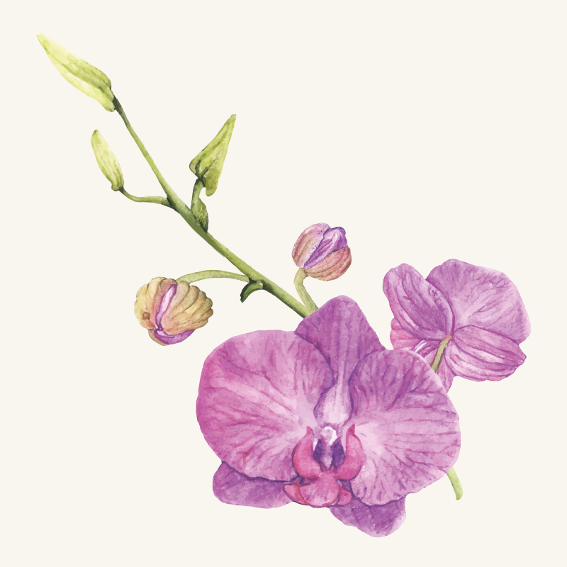 Vinylteppich Blumen hübsche Orchidee - TenStickers