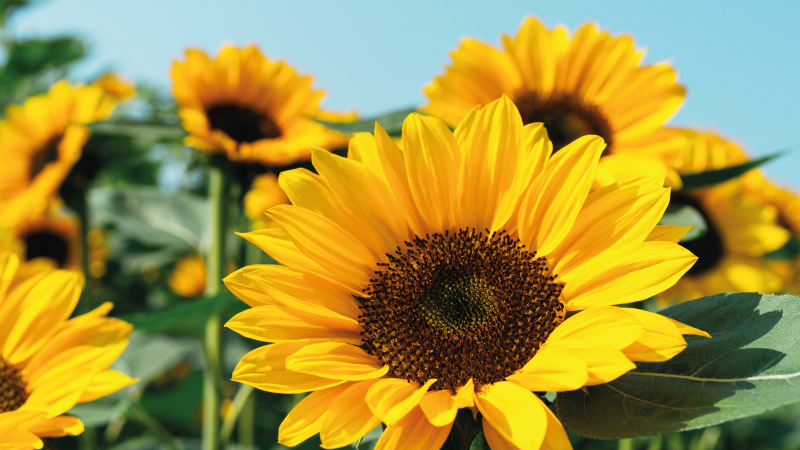 Vinyl Teppich Blumen helles sonnenblumen-design - TenStickers