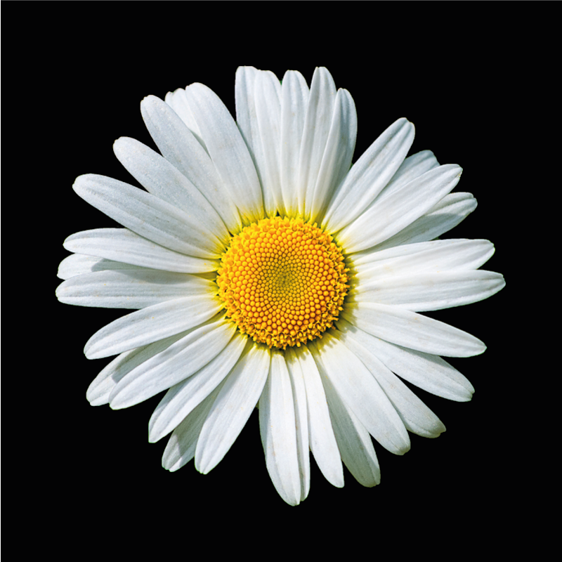 Vinyl Teppich Blumen gänseblümchenblüte - TenStickers