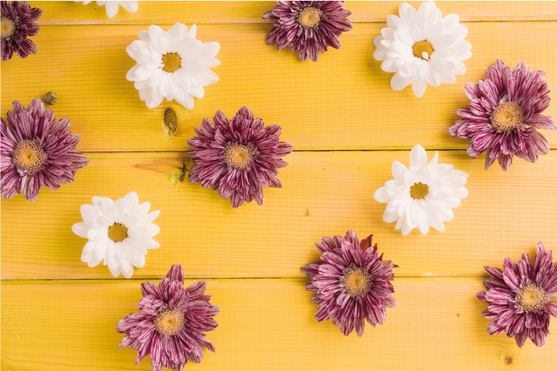 Vinyl Teppich Blumen rosa und weiße blütenblätter - TenStickers