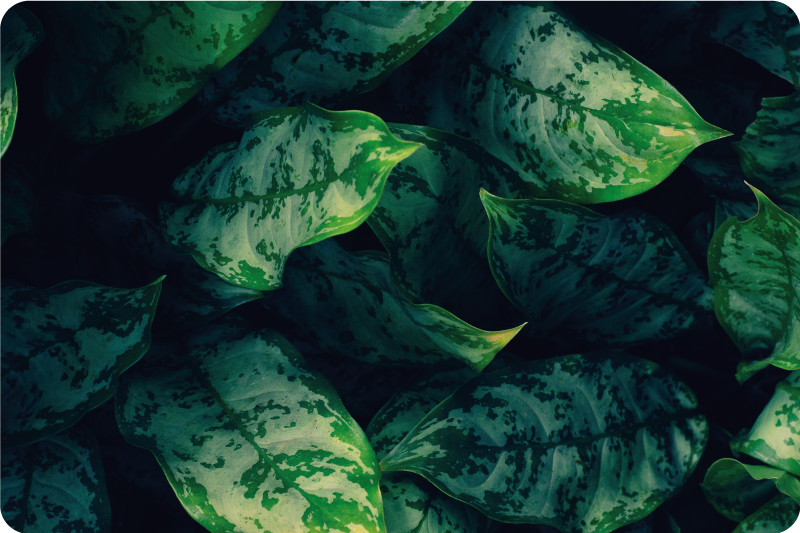 Vinyl Teppich Natur leuchtend grüne blätter - TenStickers