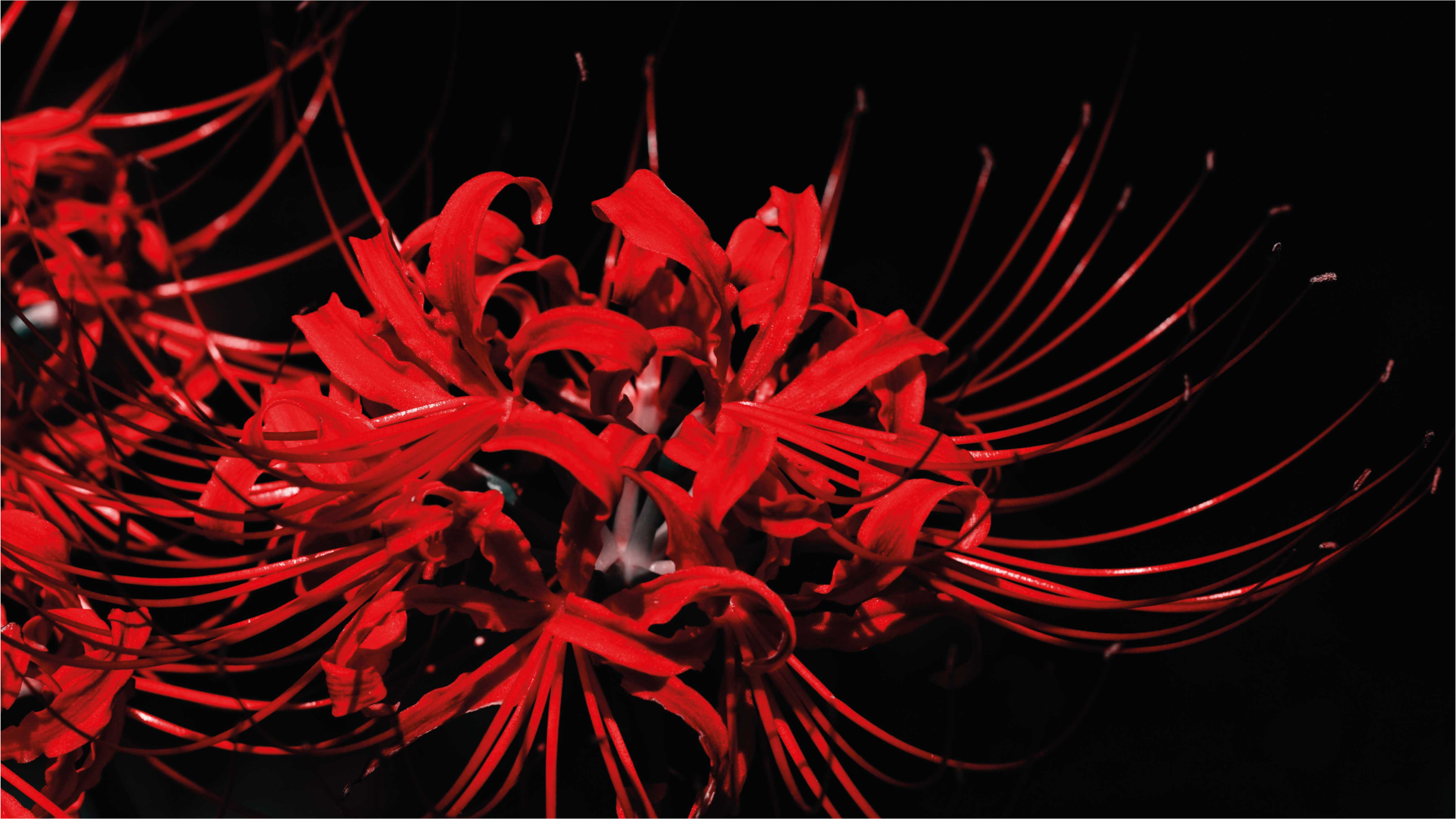 Vinyl Teppich Blumen rote blumenexplosion - TenStickers