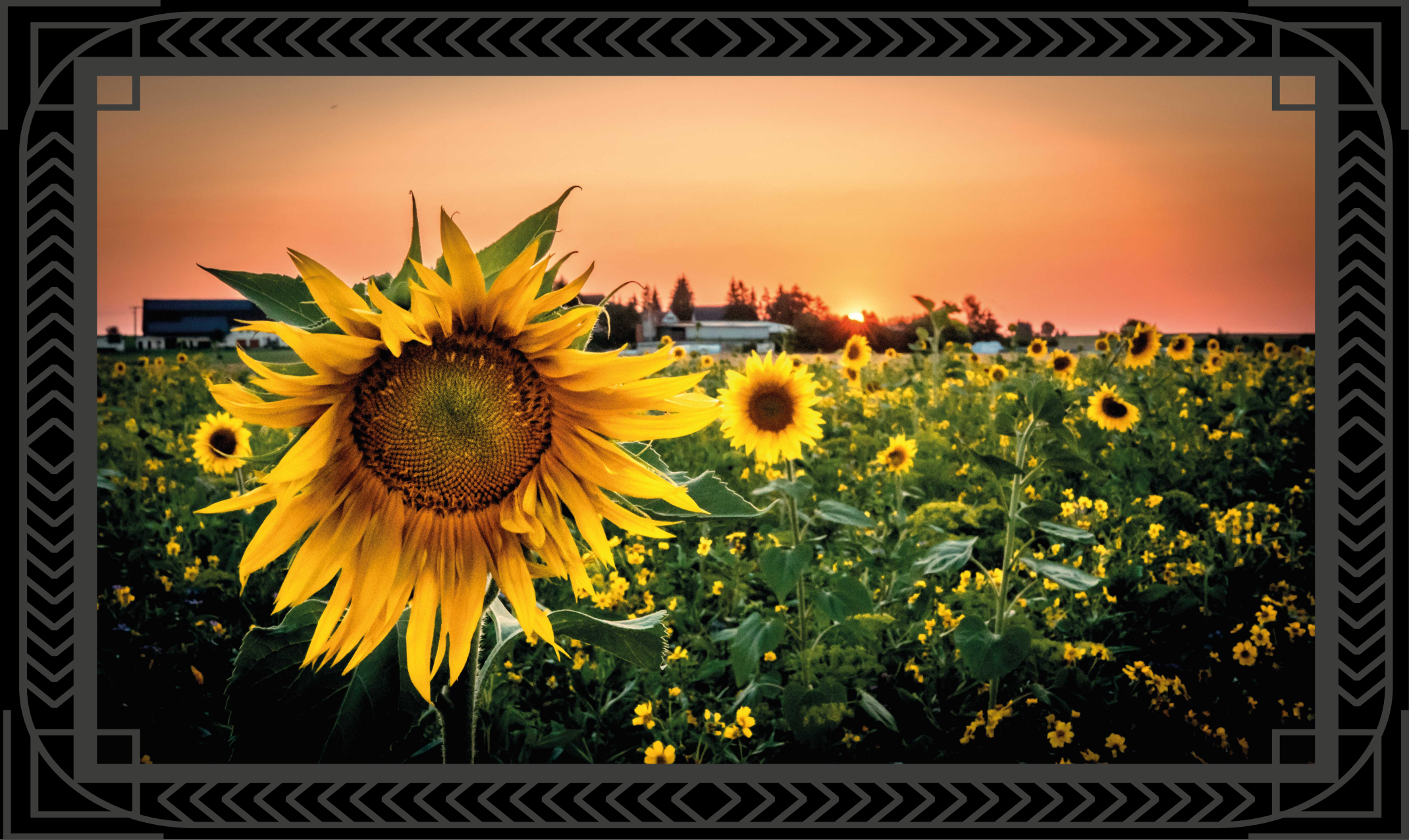 Vinyl Teppich Blumen sonnenblume sonnenuntergang - TenStickers