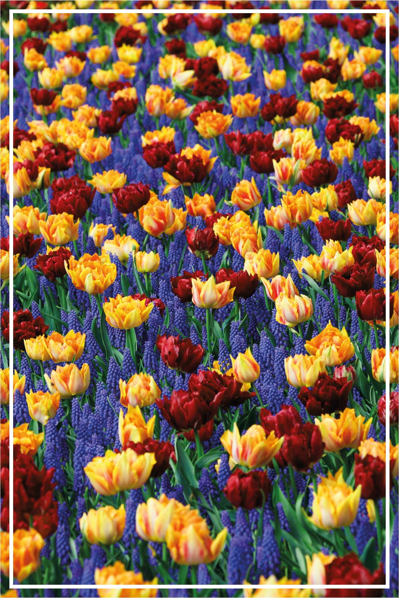Vinyl teppich blumen tulpen garten design - TenStickers