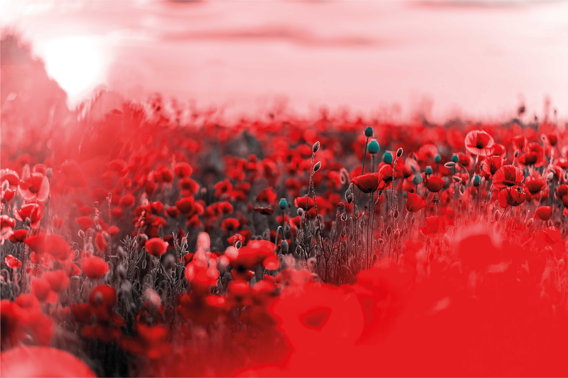 Vinyl Teppich Blumen rote blumenszene - TenStickers