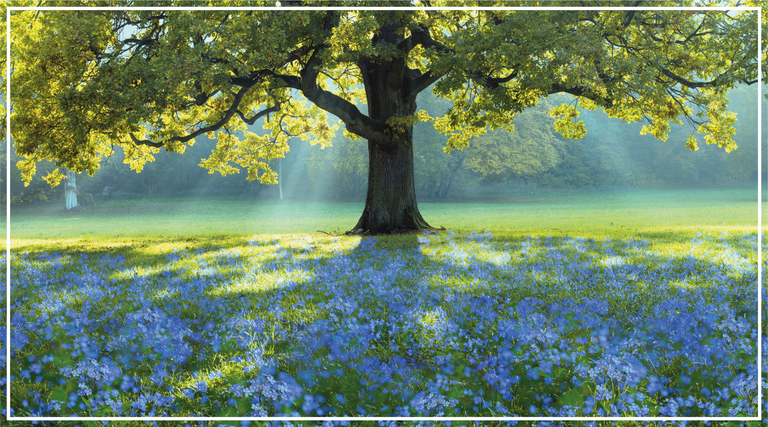 Vinyl Teppich Natur blühende baumszene - TenStickers