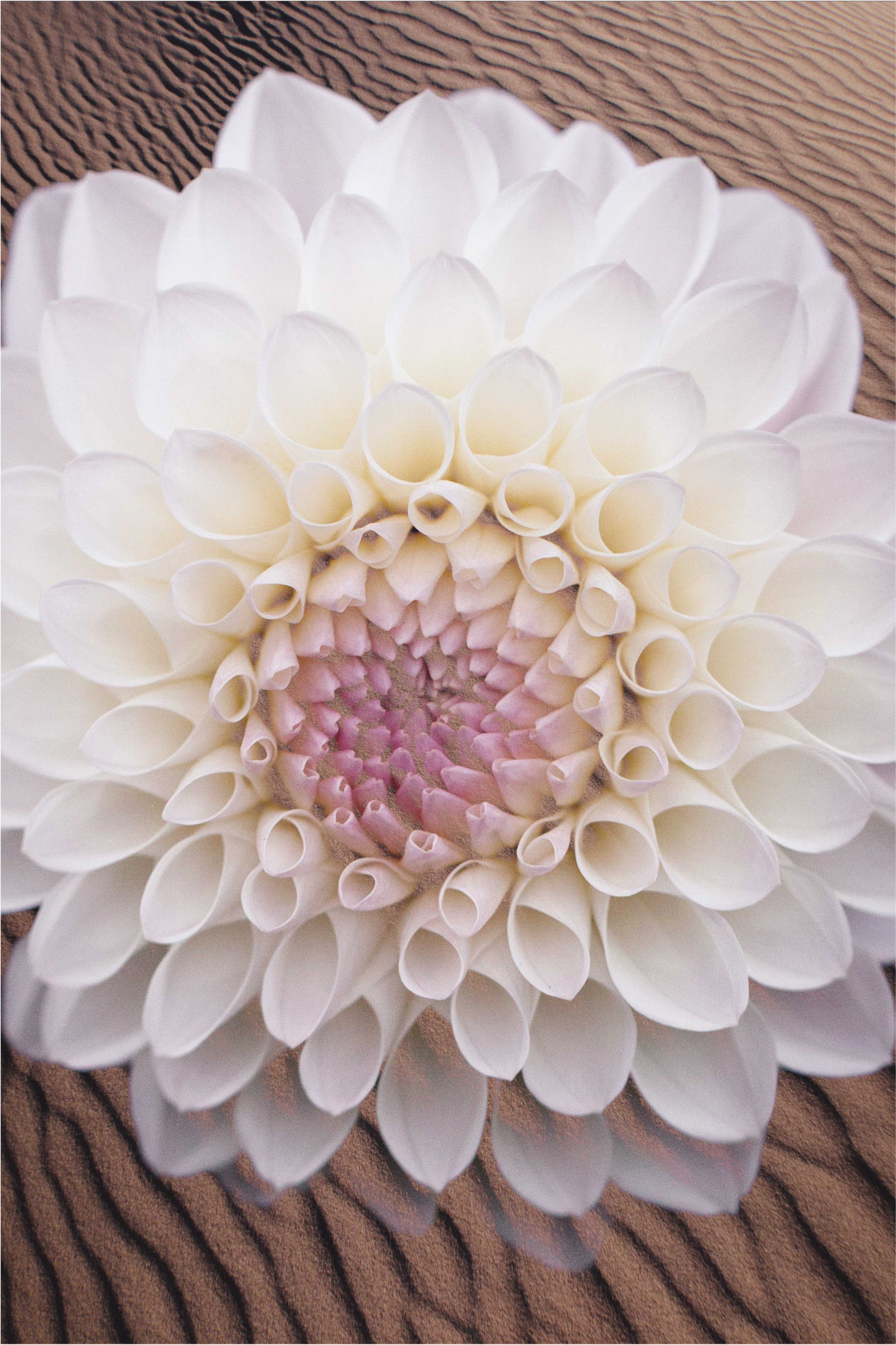 Vinylteppich Blumen Weiße blumen auf sand - TenStickers