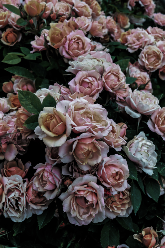 Vinyl Teppich Blumen elegante blumendekoration - TenStickers