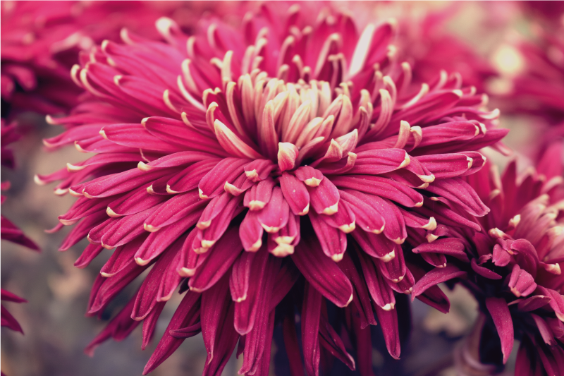 Vinyl Teppich Blumen realistische chrysantheme - TenStickers