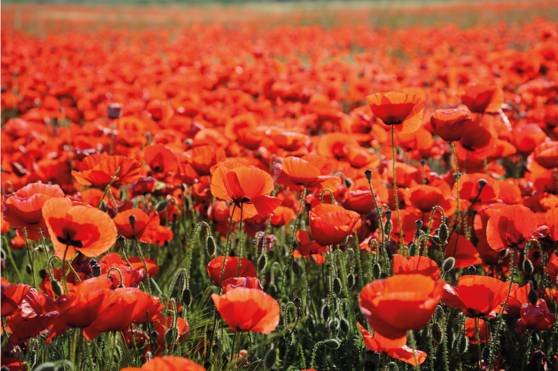 Vinyl Teppich Blumen leuchtend rote mohnblumen - TenStickers