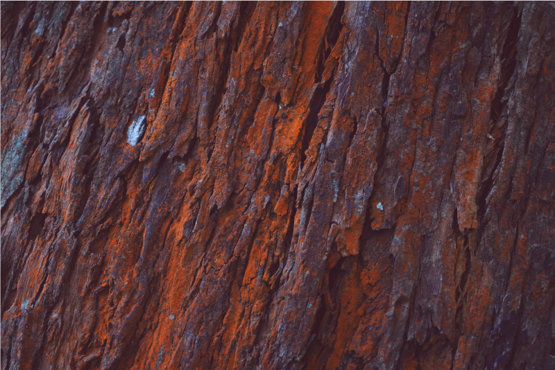 Vinylteppich Holzoptik rustikale rinde - TenStickers