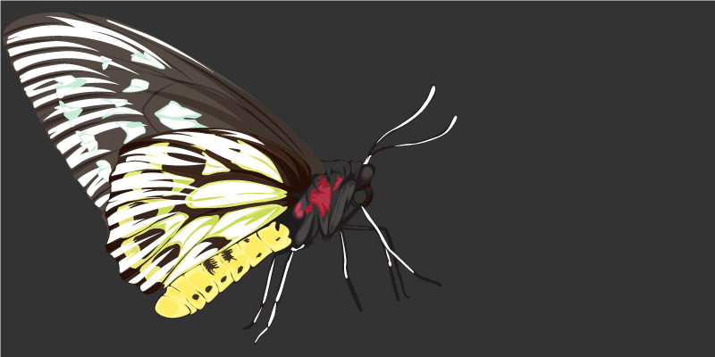 Vinyl Teppich Natur schmetterlingsbilder - TenStickers